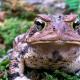 К чему снятся жабы и лягушки: мужчине, девушке, женщине, беременной – толкования разных сонников